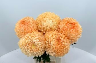 hoa cúc mẫu đơn