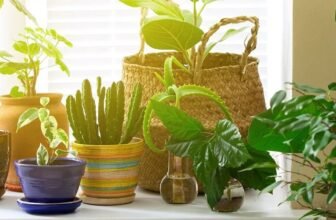 Tưới nước cho cây cảnh trong nhà với bình tưới, đảm bảo đủ độ ẩm cho cây