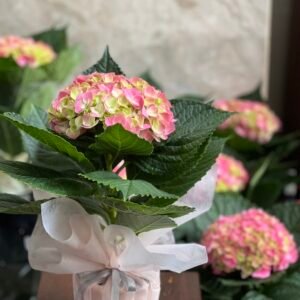 Hoa Cẩm Tú Cầu chậu