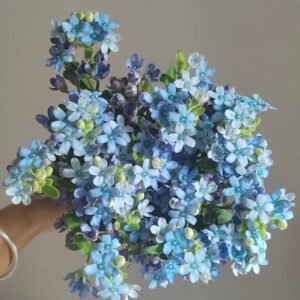 hoa tinh lam - blue star