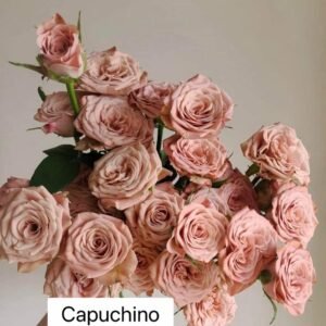 Hoa Hồng Capuchino| Bó 26-30 bông