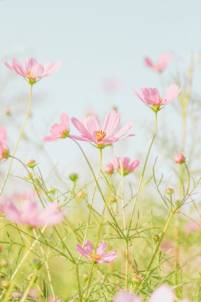 blooming garden cosmos flowers growing in field