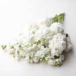 hoa phi yến trắng