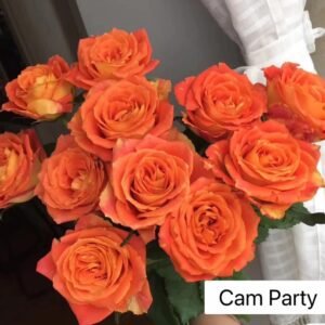hồng cam party