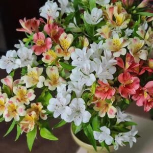 hoa thủy tiên