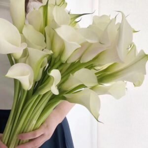 Calla Lily Hà Lan| 5 cành
