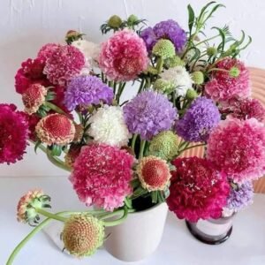 Hoa Scabiosa màu ngẫu