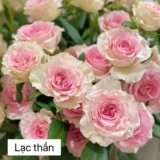 Bí Quyết Cắm Hoa Hồng Tươi Lâu: Hướng Dẫn Chi Tiết Cho Bạn